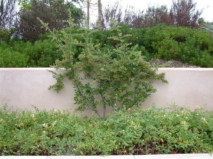 Pyracantha fortuneana 'Graberi'