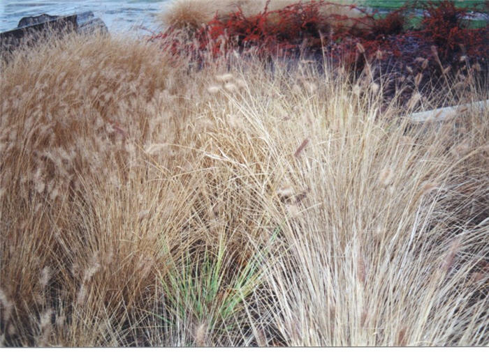 Plant photo of: Pennisetum alopecuroides 'Moudry'