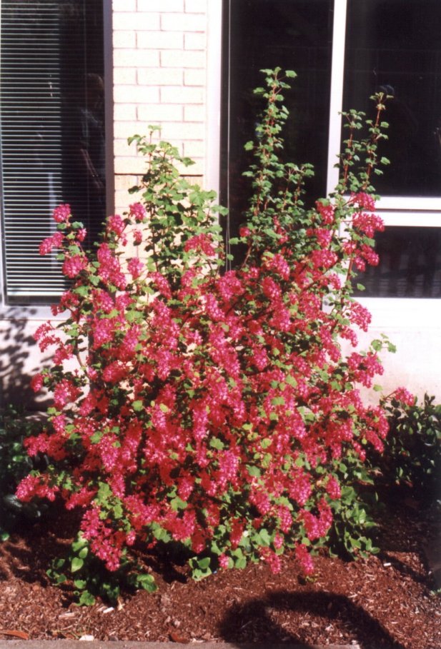 Plant photo of: Ribes sanguineum