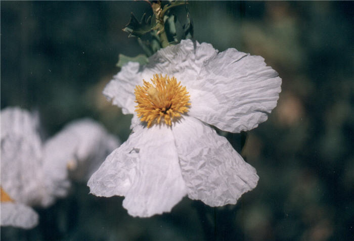 Plant photo of: Romneya coulteri