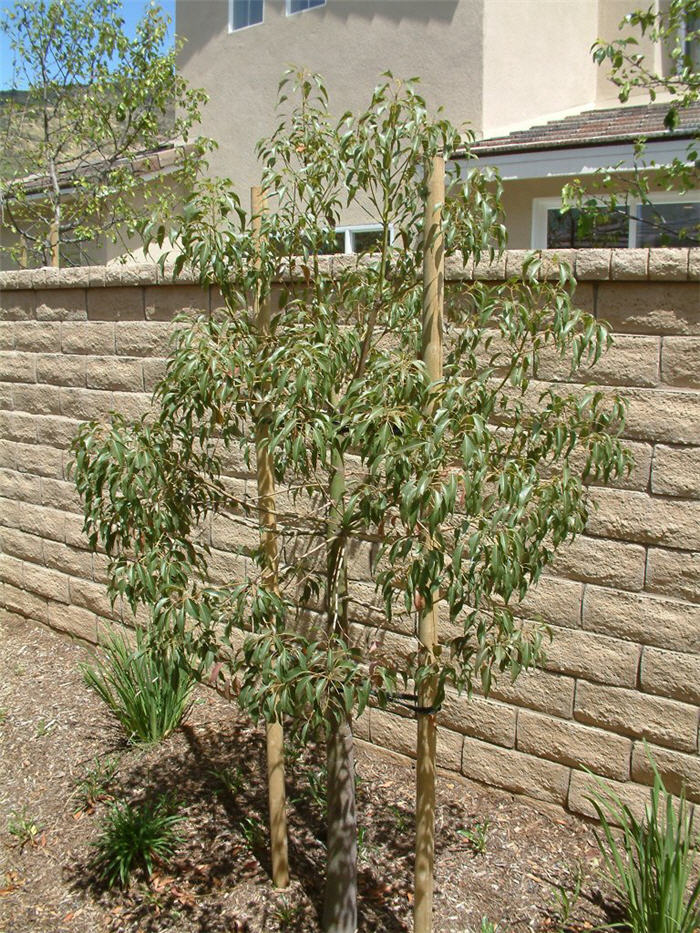 Plant photo of: Brachychiton populneus