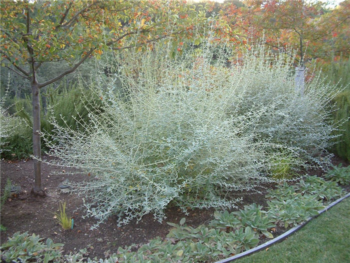 Plant photo of: Teucrium fruticans