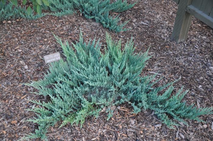 Plant photo of: Juniperus horizontalis 'Blue Chip'