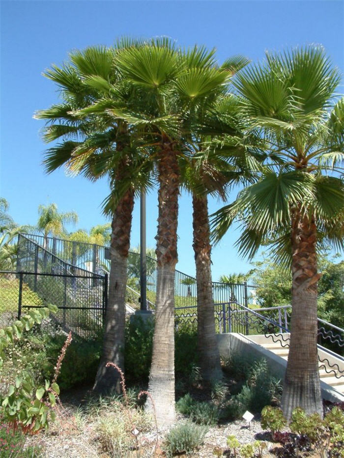 Mexican Fan Palm