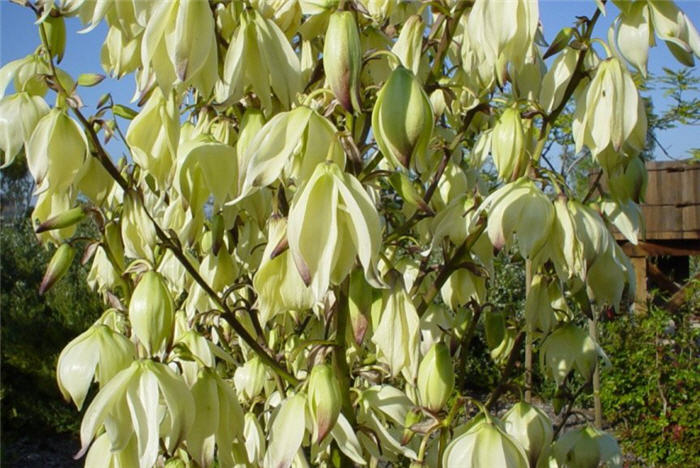 Plant photo of: Yucca recurvifolia