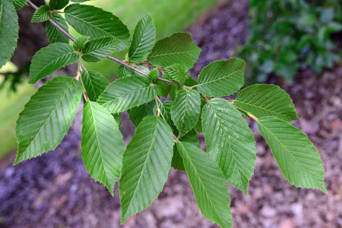 Plant photo of: Carpinus betulus 'Fastigiata'