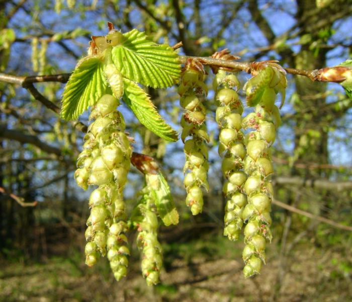 Plant photo of: Carpinus betulus 'Fastigiata'