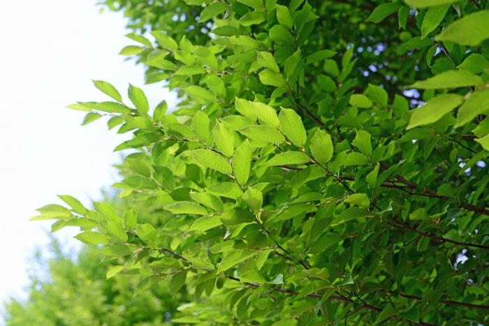 Plant photo of: Carpinus betulus 'Fastigiata'