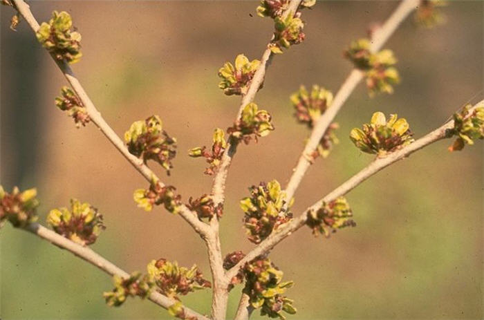 Plant photo of: Ulmus pumila