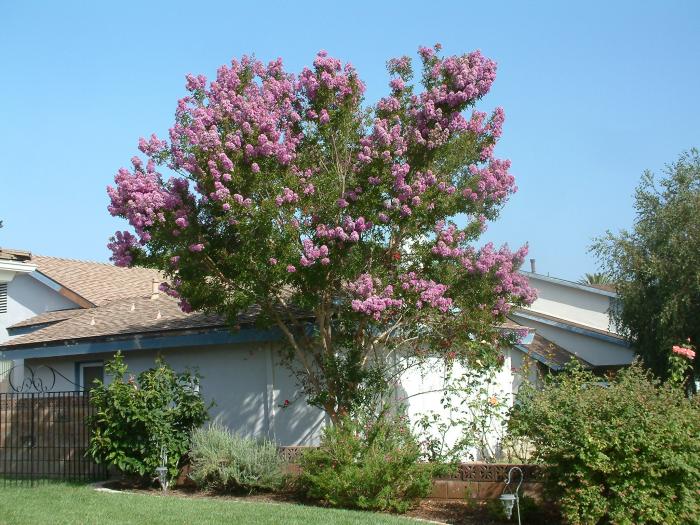 Plant photo of: Lagerstroemia 'Muskogee'