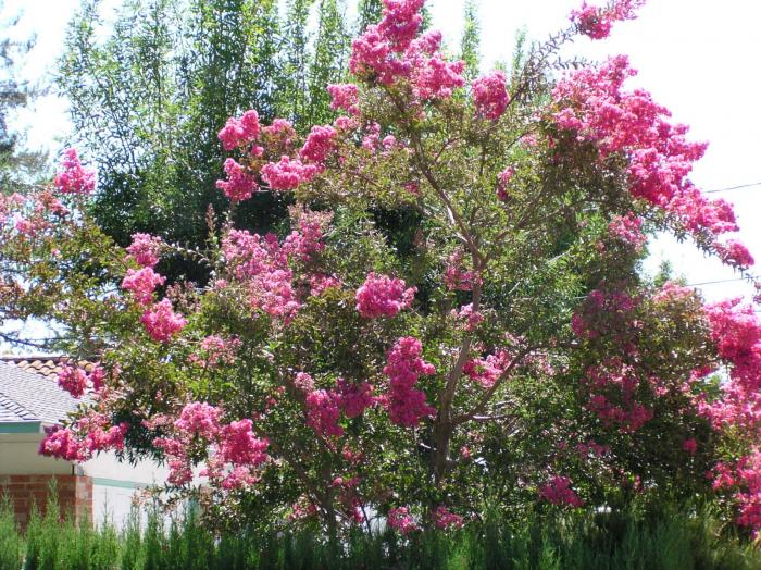 Plant photo of: Lagerstroemia 'Muskogee'