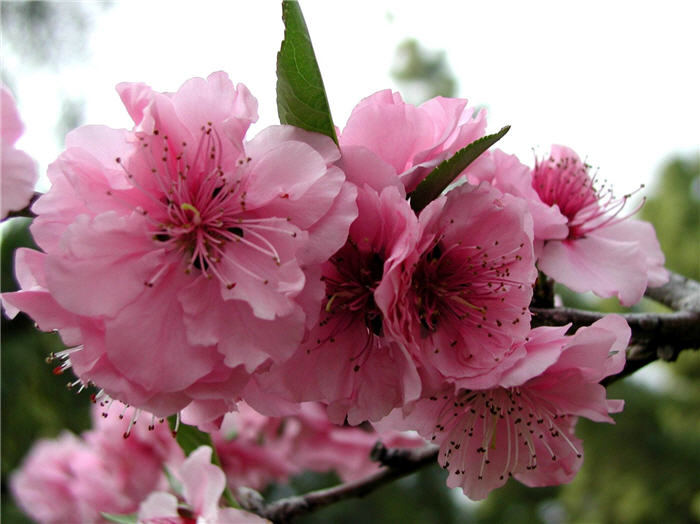 Plant photo of: Prunus x blireana