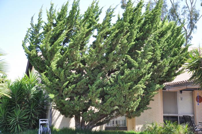 Hollywood Juniper, Twisted Juniper