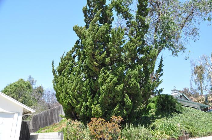 Plant photo of: Juniperus chinensis 'Kaizuka'