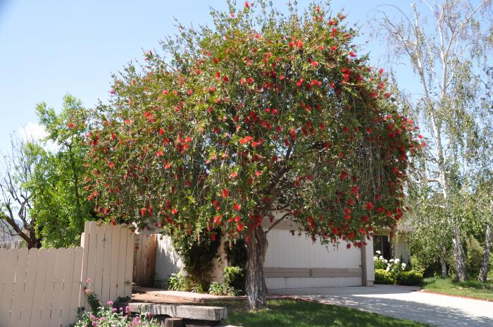 Lemon Bottlebrush