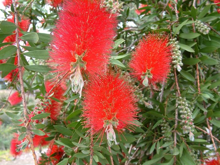 Plant photo of: Callistemon citrinus