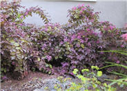 Purple Leaf Loropetalum