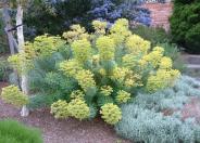 Chartreuse Euphorbia