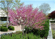 Western Redbud