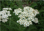 Common Yarrow