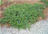 Point Reyes Bearberry