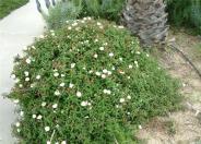 Rockrose Sageleaf