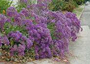 Sea Lavender