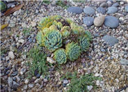 Hens and Chicks