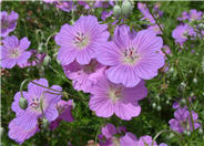 Magenta Cranesbill