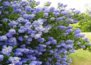 Blue Blossom Ceanothus