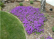 Homestead Purple Verbena