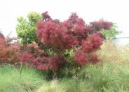 Smoke Tree