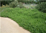 Coyote Bush, Coyote Brush