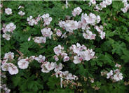 Biokjo Geranium