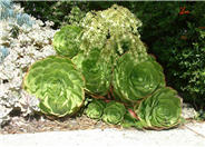 Tree Aeonium