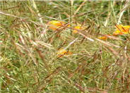 Purple Needlegrass