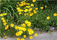 Sea Dahlia, California Coreopsis