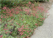 Red Buckwheat, San Miguel Island Bu