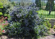 California Wild Lilac