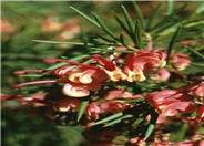 Noell'is Grevillea