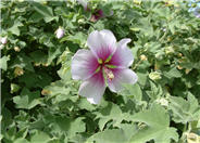 Tree Mallow