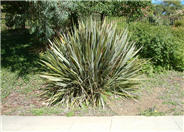 New Zealand Flax