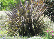 New Zealand Flax