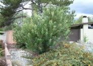 Toyon, Christmas Berry