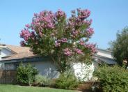 Lavender Crape Myrtle